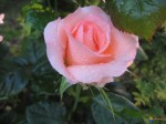 rosier-catherine-deneuve-visoflora-9196.jpg